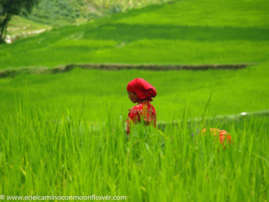 campos-arroz-nepal